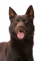 Picture of Australian Champion, Australian Kelpie