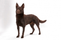 Picture of Australian Champion, Australian Kelpie in studio