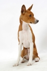 Picture of Australian Champion Basenji, looking away