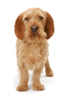 Picture of Australian Champion Basset Fauve de Bretagne on white background