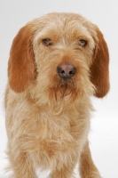 Picture of Australian Champion Basset Fauve de Bretagne, portrait