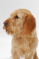 Picture of Australian Champion Basset Fauve de Bretagne