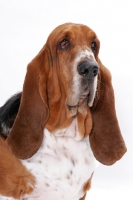 Picture of Australian Champion Basset Hound, portrait