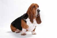 Picture of Australian Champion Basset Hound