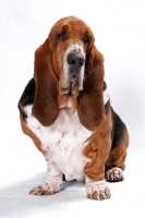 Picture of Australian Champion Basset Hound