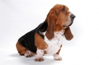 Picture of Australian Champion Basset Hound in studio