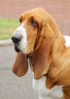 Picture of Australian Champion Basset Hound, portrait