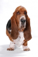 Picture of Australian Champion Basset Hound in studio