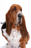 Picture of Australian Champion Basset Hound on white background