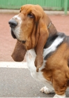 Picture of Australian Champion Basset Hound