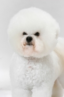 Picture of Australian Champion Bichon Frise portrait