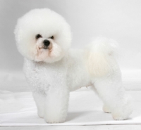 Picture of Australian Champion Bichon Frise