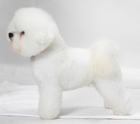 Picture of Australian Champion Bichon Frise, posed