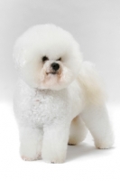 Picture of Australian Champion Bichon Frise