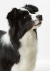 Picture of Australian Champion black and white Border Collie