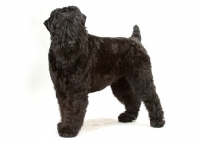 Picture of Australian Champion Black Russian Terrier, standing on white background
