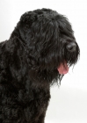 Picture of Australian Champion Black Russian Terrier, portrait