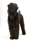 Picture of Australian Champion Black Russian Terrier