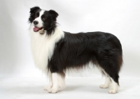 Picture of Australian Champion Border Collie