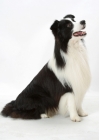 Picture of Australian Champion Border Collie, sitting down