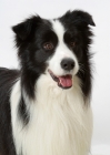 Picture of Australian Champion Border Collie