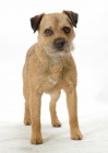 Picture of Australian Champion Border Terrier