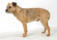 Picture of Australian Champion Border Terrier, side view
