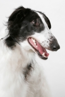 Picture of Australian Champion Borzoi, head study