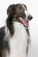 Picture of Australian Champion Borzoi head study