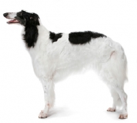 Picture of Australian Champion Borzoi on white background