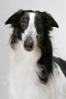 Picture of Australian Champion Borzoi, portrait