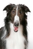 Picture of Australian Champion Borzoi portrait