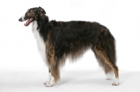 Picture of Australian Champion Borzoi, side view