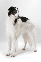 Picture of Australian Champion Borzoi standing in studio