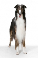 Picture of Australian Champion Borzoi