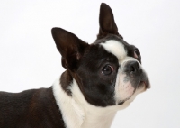 Picture of Australian Champion Boston Terrier portrait on white background