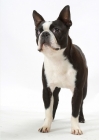 Picture of Australian Champion Boston Terrier standing on white background