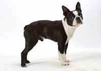 Picture of Australian Champion Boston Terrier standing on white background