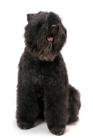 Picture of Australian Champion Bouvier des Flandres