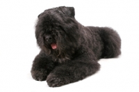 Picture of Australian Champion Bouvier des Flandres on white background