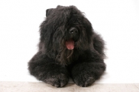 Picture of Australian Champion Bouvier des Flandres, lying down