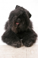 Picture of Australian Champion Bouvier des Flandres, looking at camera