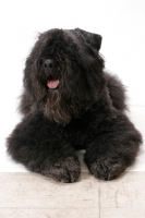 Picture of Australian Champion Bouvier des Flandres, lying down