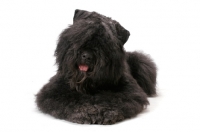 Picture of Australian Champion Bouvier des Flandres, lying down