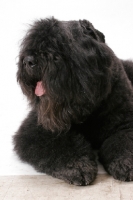 Picture of Australian Champion Bouvier des Flandres, portrait