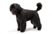 Picture of Australian Champion Bouvier des Flandres, side view