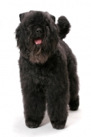 Picture of Australian Champion Bouvier des Flandres standing on white background