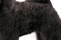 Picture of Australian Champion Bouvier des Flandres, coat close up