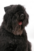 Picture of Australian Champion Bouvier des Flandres, portrait