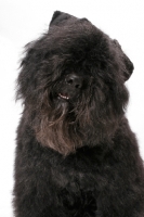 Picture of Australian Champion Bouvier des Flandres, portrait